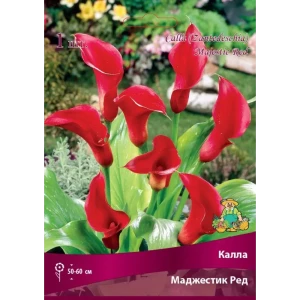Калла Маджестик Ред луковица 14/16 83598110 STLM-2117008