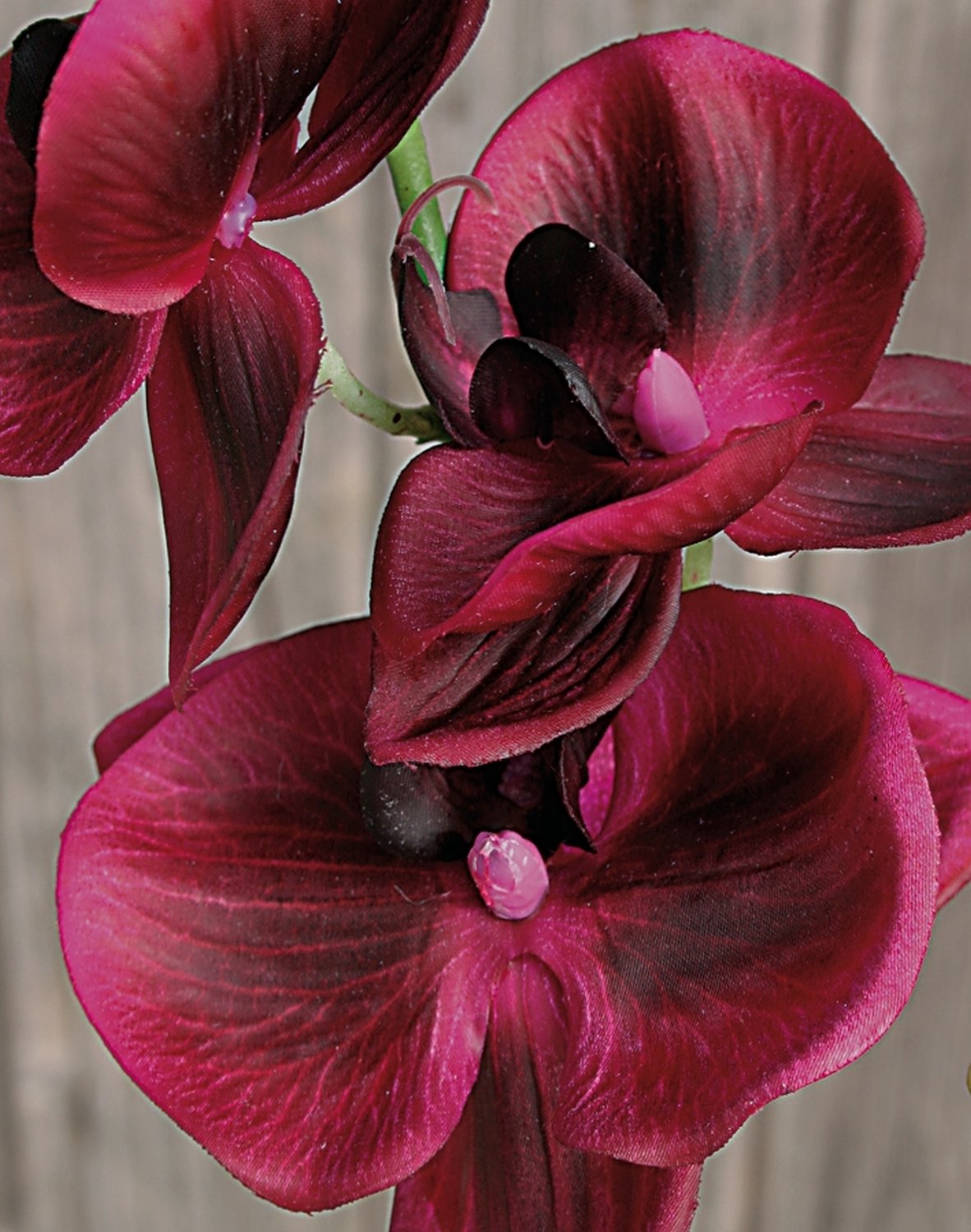 2398 490 a2 Искусственная орхидея Phalaenopsis, 92 см, real touch, красно-черная H-andreas  - Вид №1