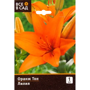 Лилия азиатская «Оранж Тон» 82539382 STLM-2099794