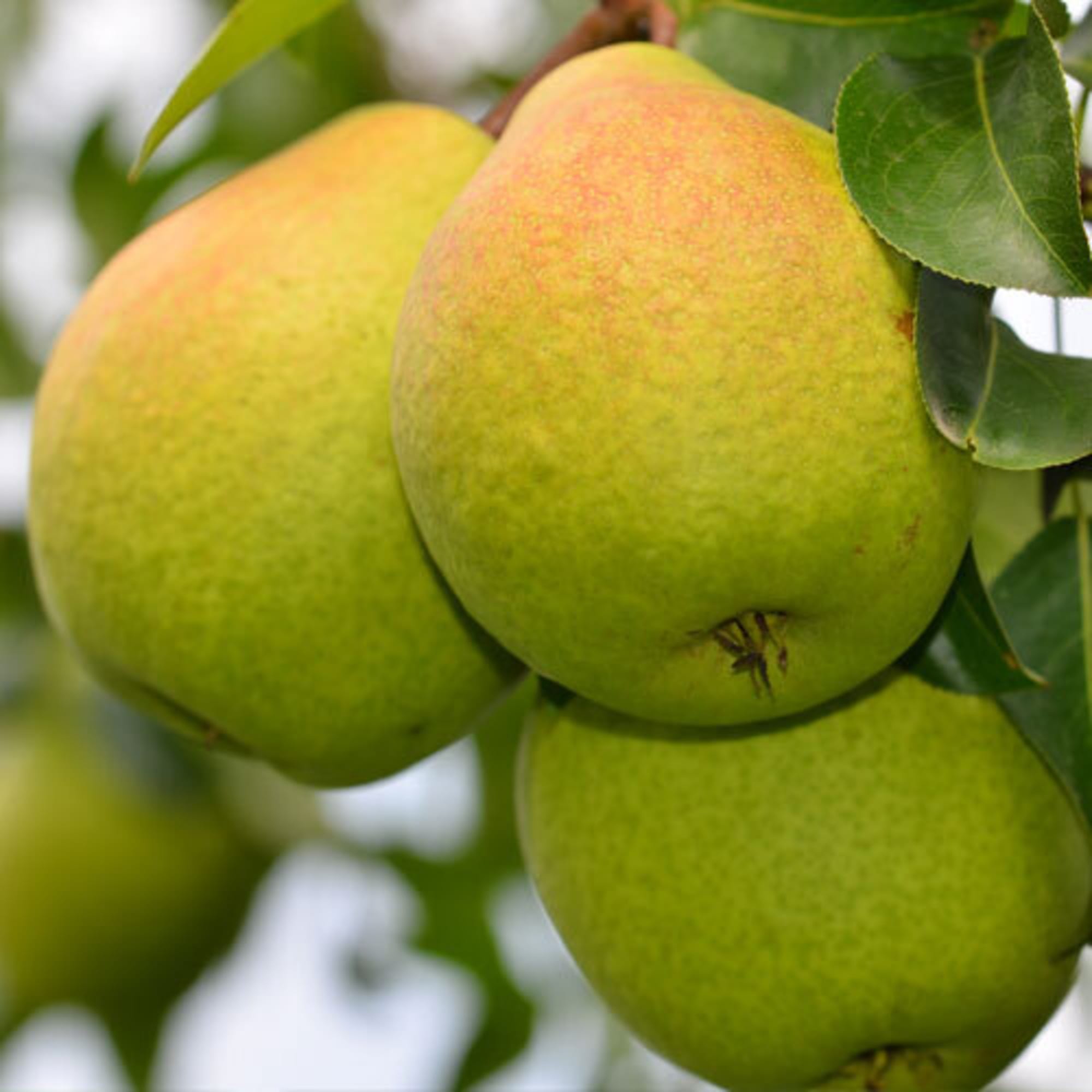 82596971 Груша «Гера» C4 высота 140 см Santreyd 