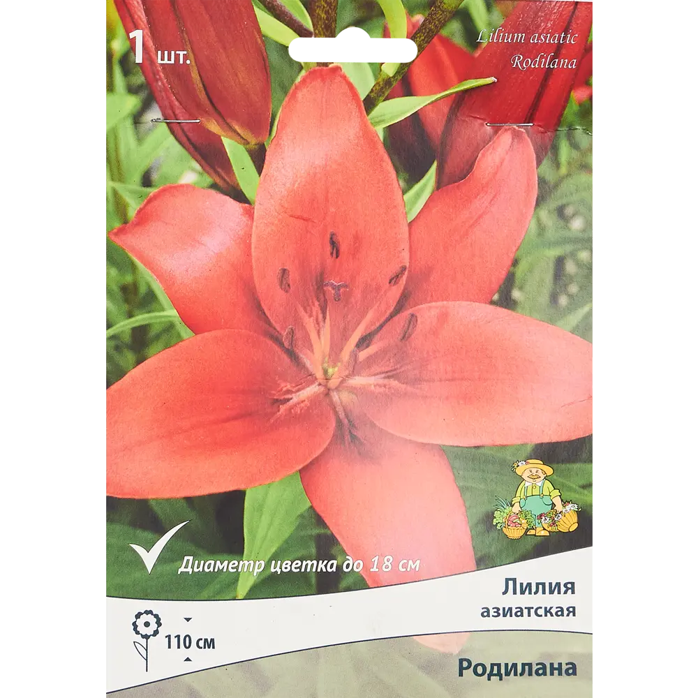 Лилия азиатская Родилана 85205805 STLM-2006844 ПОИСК 