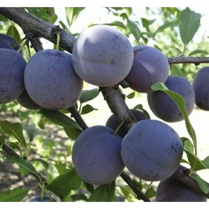 Слива Ренклод Советский ø22 h80 см