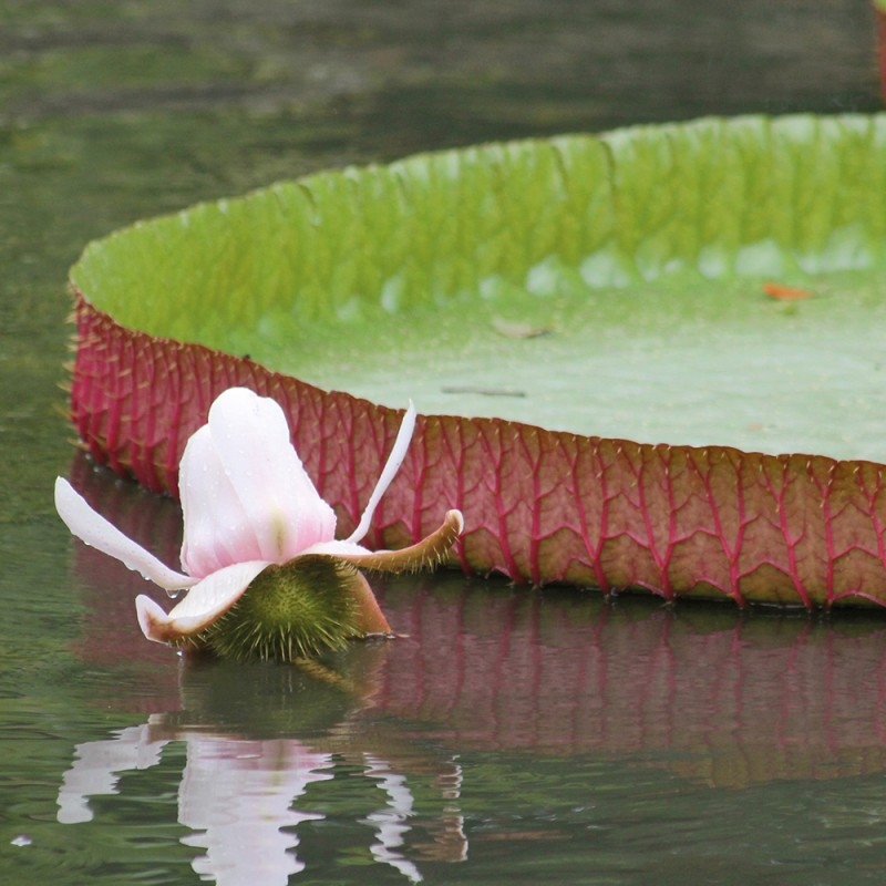 1350/CX38 Картина 1350 Adriani e Rossi  - Вид №1