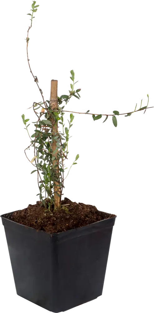 Клюква крупноплодная Santreyd С1 — морозостойкий саженец с обильным урожаем 18321355