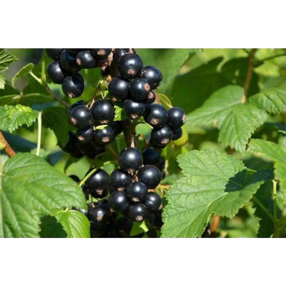 Смородина черная Гулливер h20 см 89421406 STLM-2044005 PLANTMARKET 