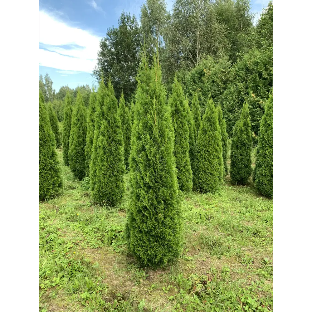 Туя западная Смарагд h240-260 см 85088172 STLM-2208649 Santreyd 