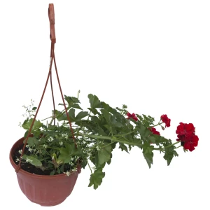 Композиция из ампельных в кашпо, 30x21 см 15983409 STLM-2134835