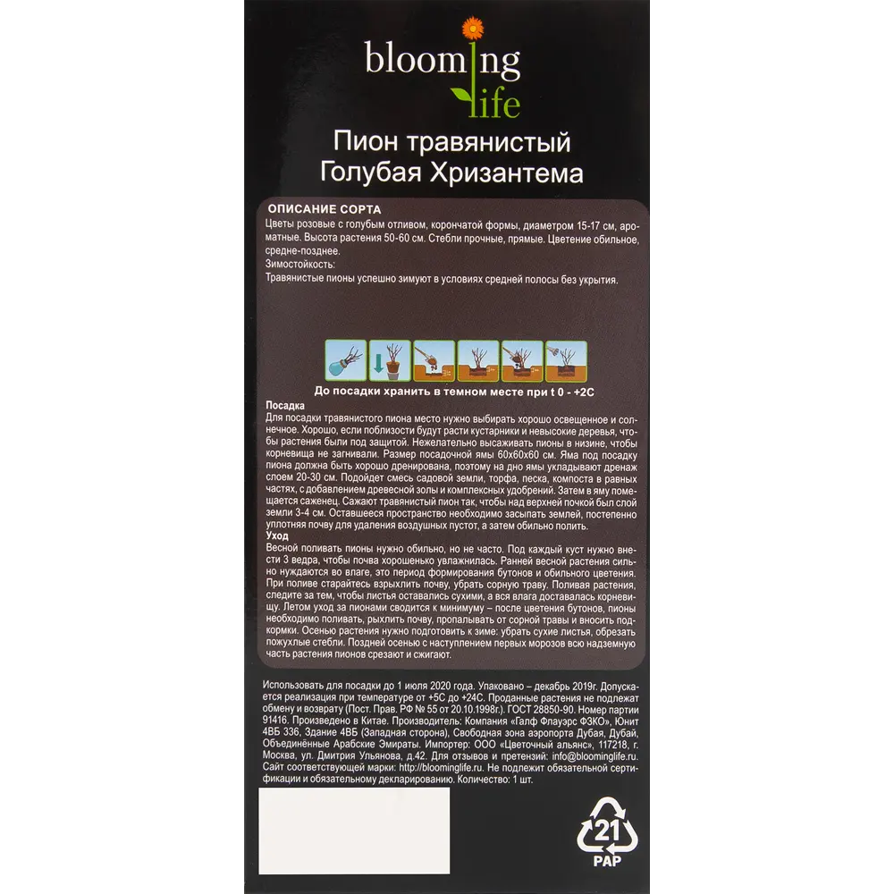 Пион травянистый Голубая хризантема в тубе 82539503 STLM-2205123 BLOOMING LIFE  - Вид №2