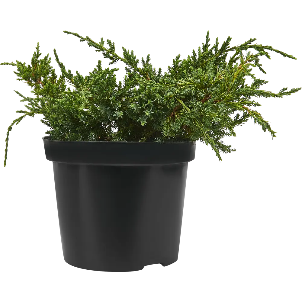 Можжевельник чешуйчатый Холгер ø19 h20-40 см PLANTMARKET STLM-2059362 - Вид №1