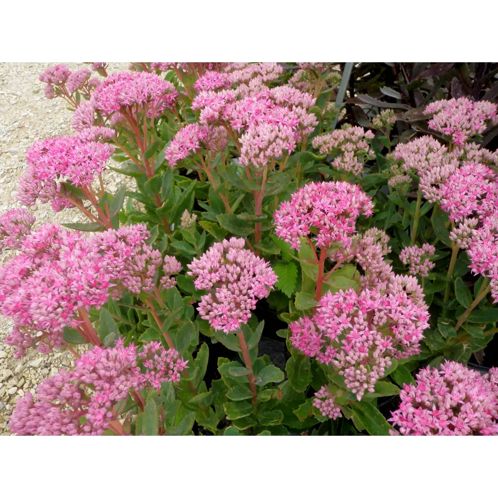 Очиток «Карл» 14x40 см PLANTMARKET STLM-2014884