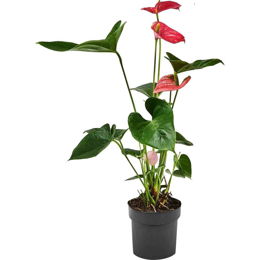 Santreyd Антуриум розовый — изысканное комнатное растение с сердцевидными листьями 87959872 STLM-1447587