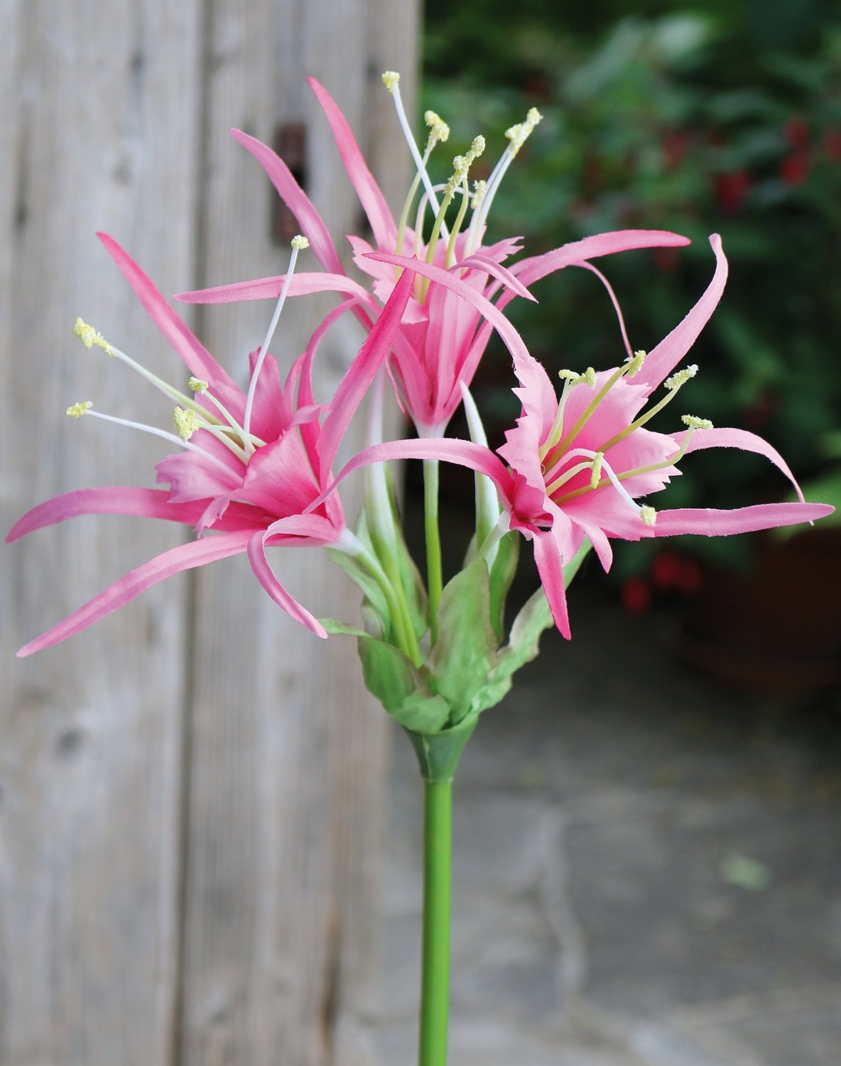 3379 510 a3 Искусственная лилия паука, 78 см, розовая H-andreas  - Вид №6