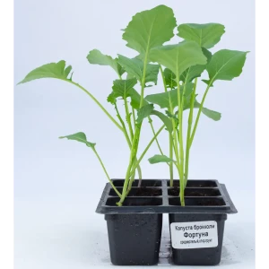 Капуста Брокколи h15 см