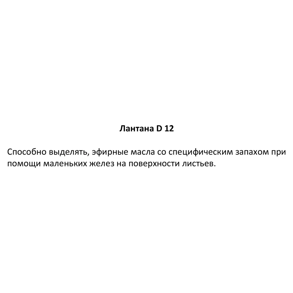 Лантана Santreyd - ароматный садовый многолетник с эфирными маслами 83248445 STLM-1384182 - Вид №2