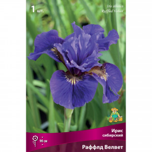 82530212 Ирис сибирский Раффлд Велвет