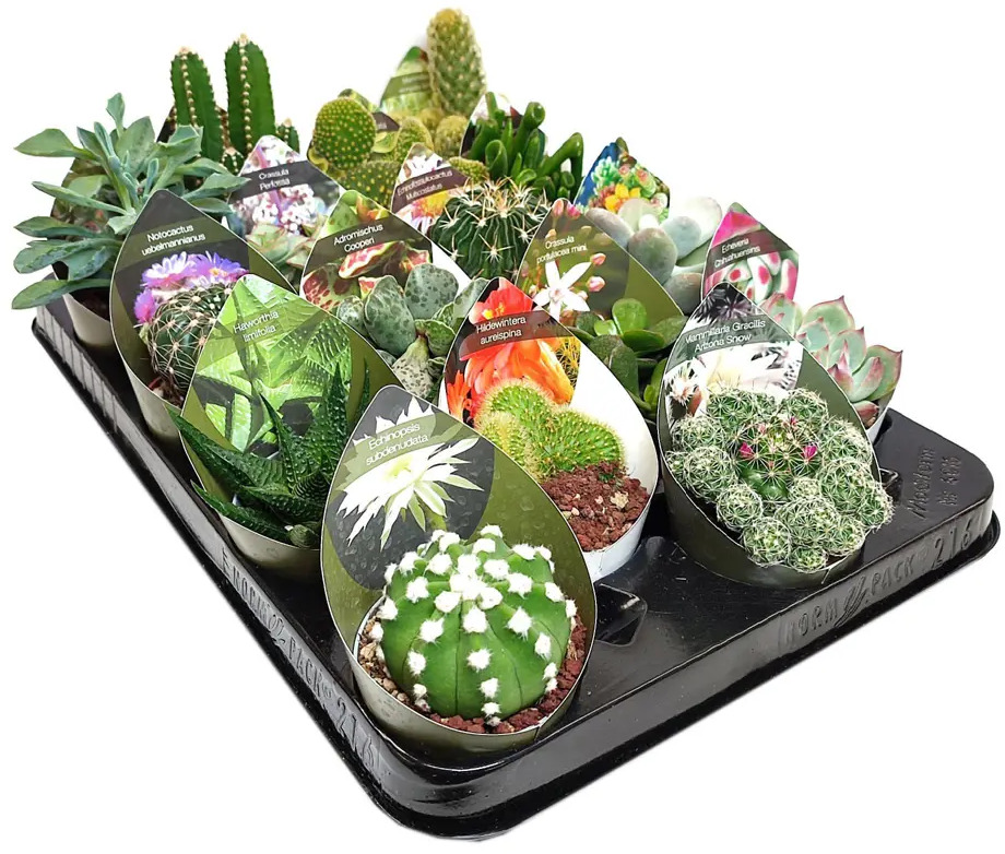 Santreyd Микс кактусов и суккулентов в горшке 88477123