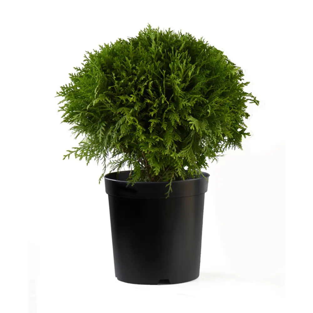 Туя западная Даника ø15 h45 см 84832917 STLM-2168722 PLANTMARKET 