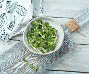 4123 Микрозелень подсолнечника Вкусляндия