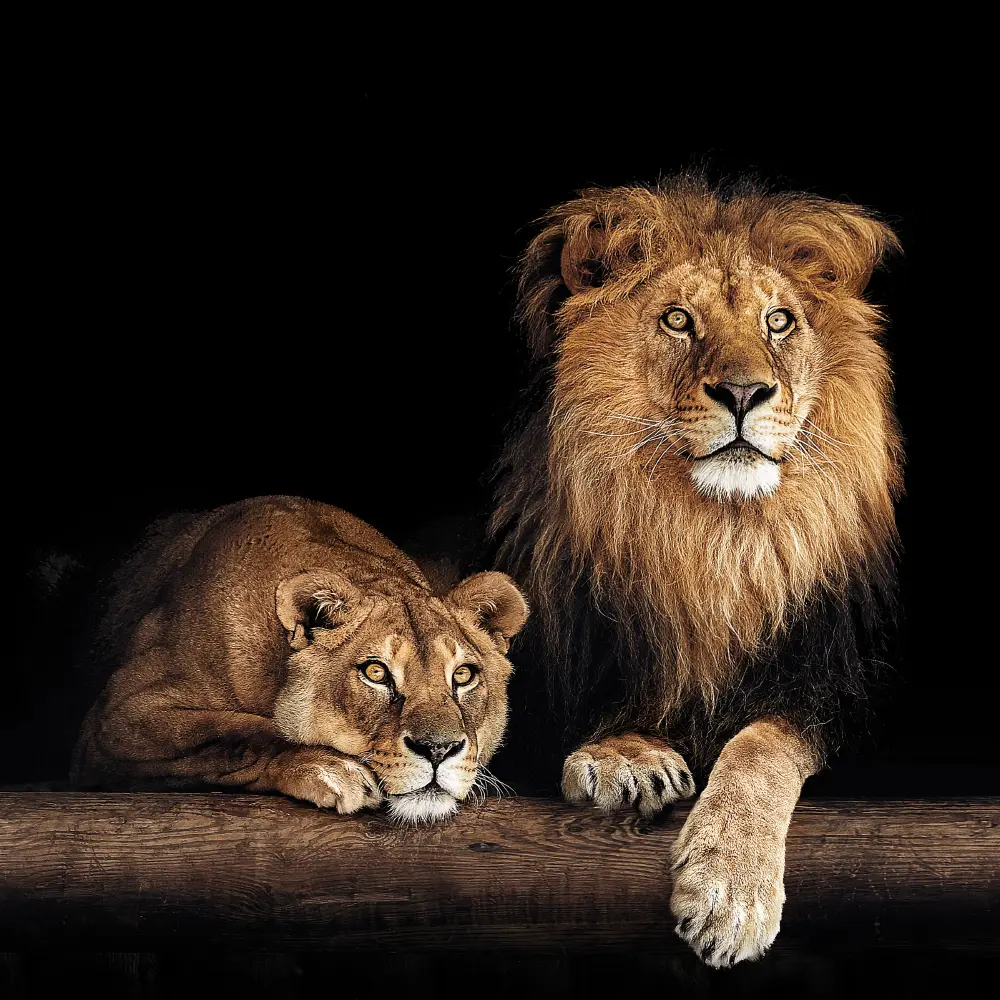 88734192 Картина на стекле Postermarket Лев 30x30 см STLM-1430595 Santreyd  - Вид №1