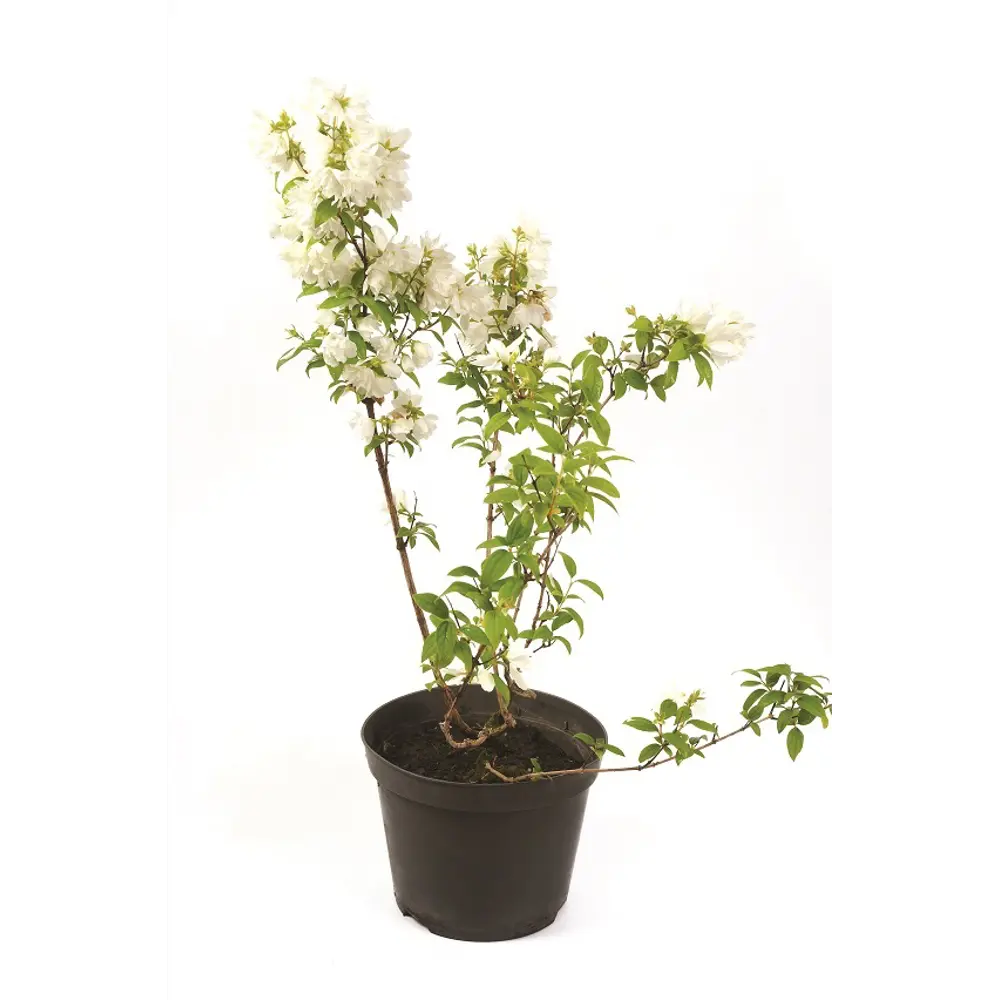 Чубушник Дам Бланш ø15 h60 см PLANTMARKET STLM-2178278