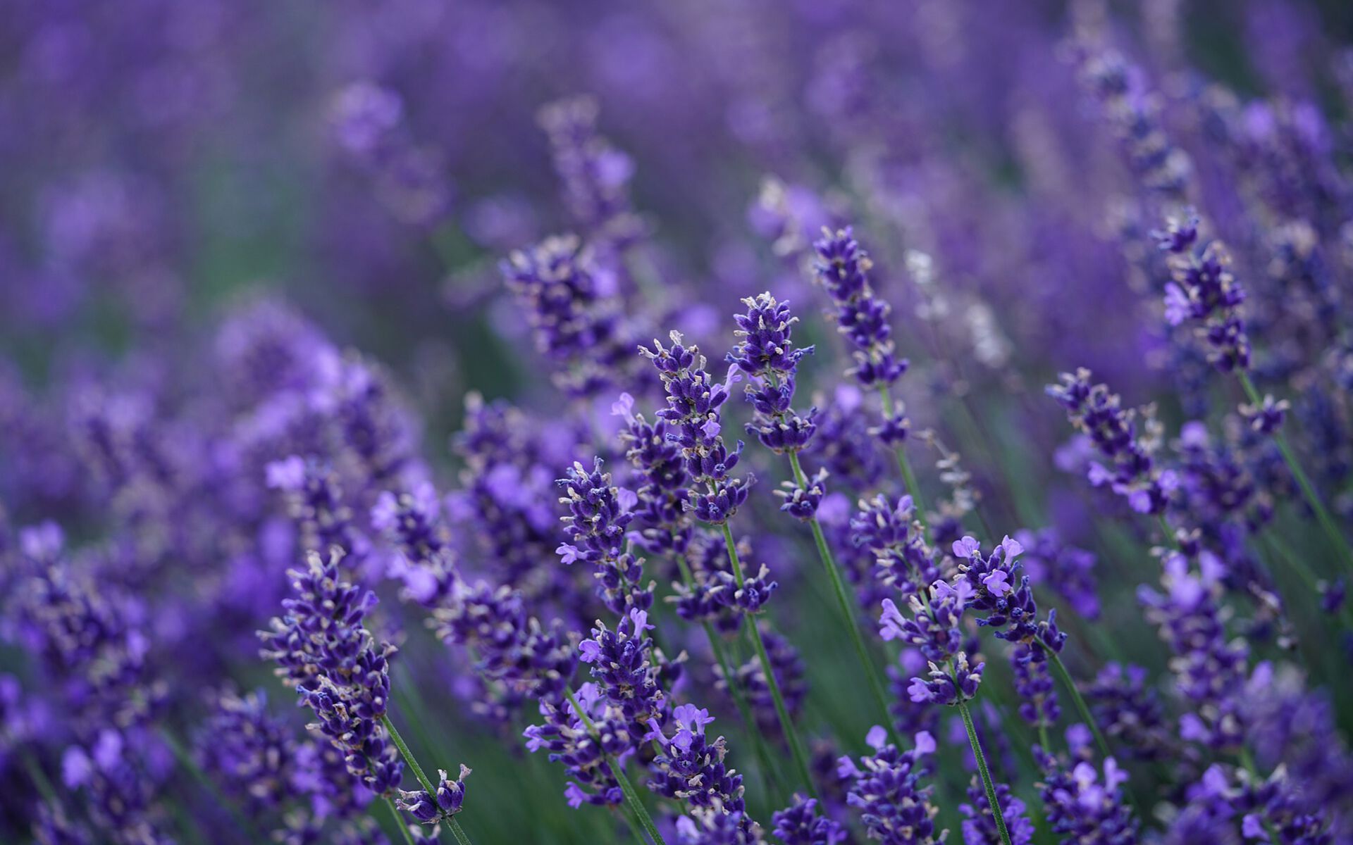 Pe SPA ароматерапия диффузор Aquademy AROMATERAPIA IN ARIA ARCH-00015799 - Вид №2