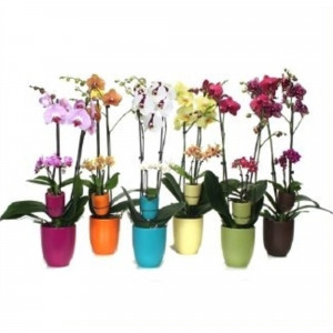 82579683 Орхидея Фаленопсис Мать и дитя ø12 h60 см