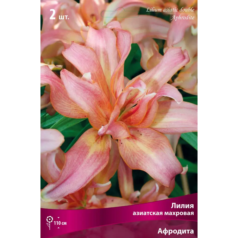 Лилия азиатская махровая «Афродита», размер луковицы 14/16 82319560 STLM-2047719 Santreyd  - Вид №1