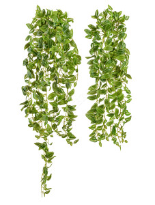 20.072133PGW-L Традесканция бело-зелёная (MDP) Цветочная коллекция