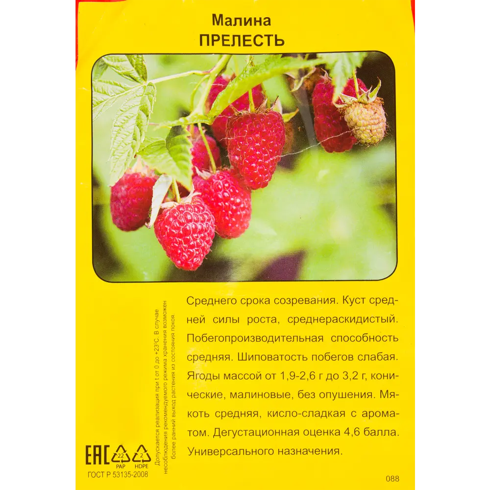 Малина Прелесть h40 см 83791438 STLM-2020591 Santreyd  - Вид №1
