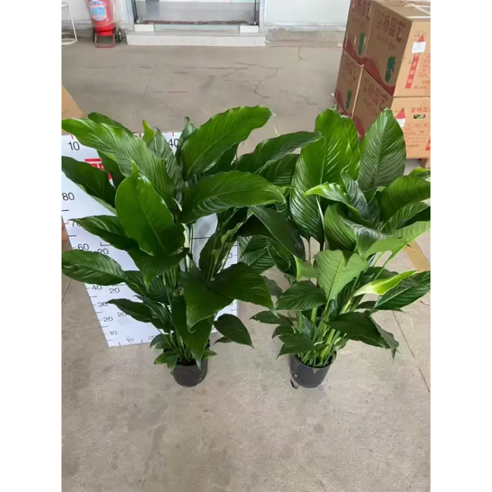 Спатифиллум Принцесса ø21 h100 см Santreyd STLM-2112148