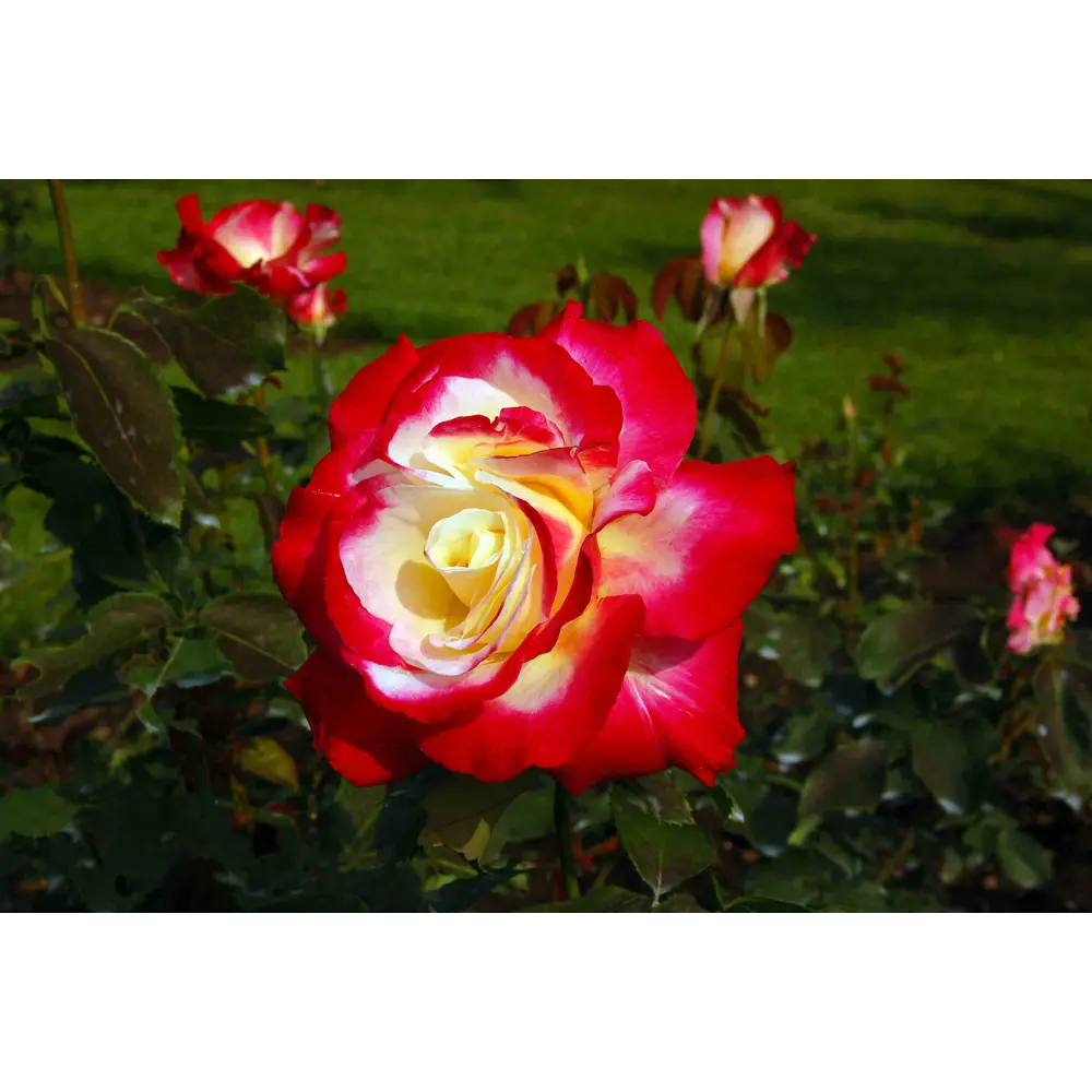 PLANTMARKET Чайно-гибридная роза Double Delight с двухцветными бутонами 84827544 STLM-1572846