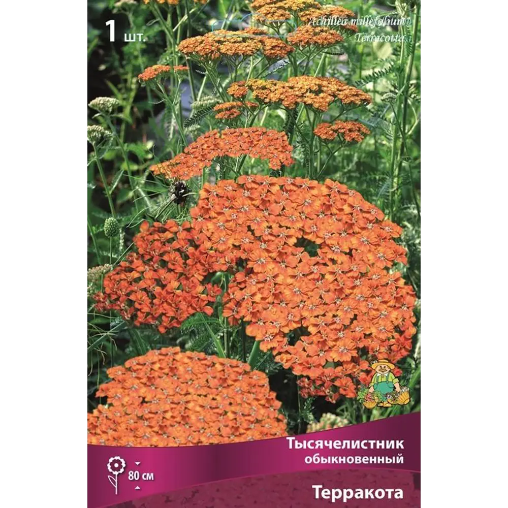 Тысячелистник обыкновенный Терракота 89351878 STLM-2039002 ПОИСК 