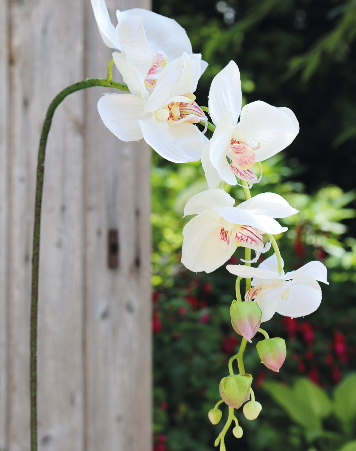 2398 778 a2 Искусственная орхидея Phalaenopsis, 92 см, real touch, бежево-белая H-andreas  - Вид №5