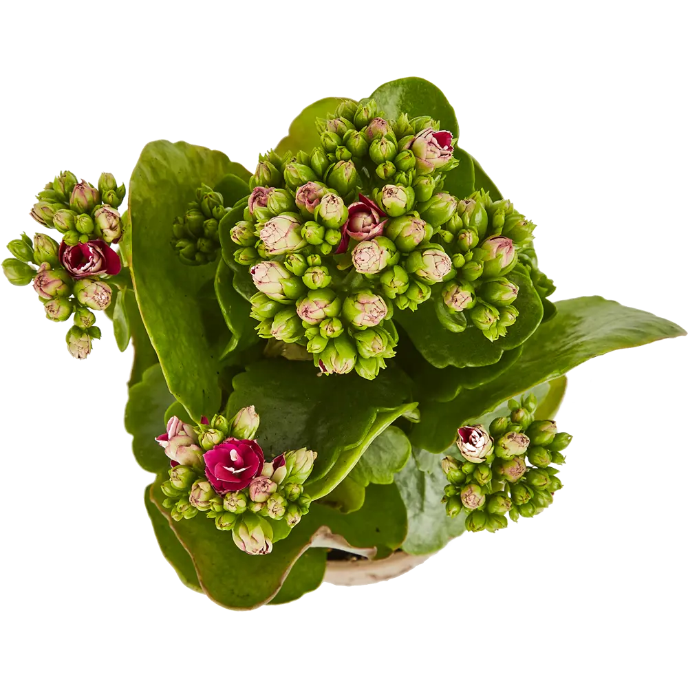 Santreyd Каландива - цветущее комнатное растение для дома 85324982 STLM-0061539 - Вид №2