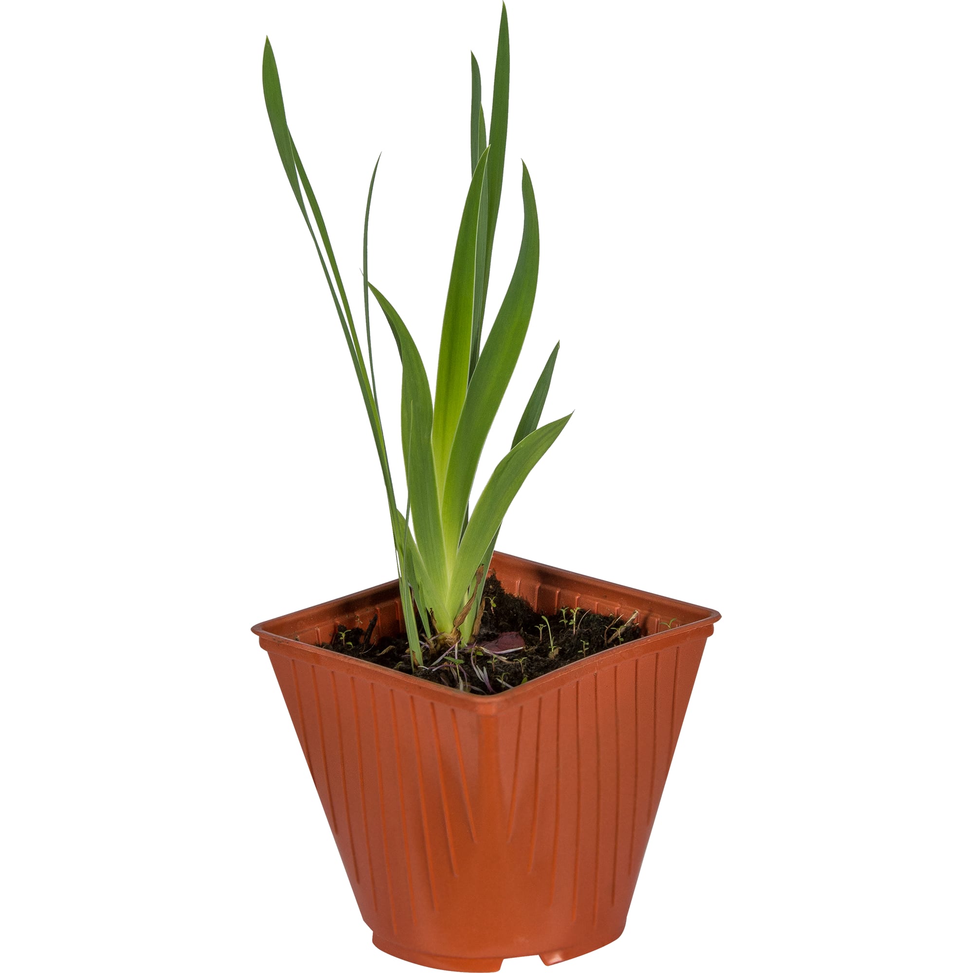 81954814 Ирис германский С1 «Пинк» Santreyd 