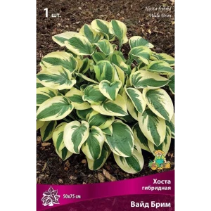 Хоста гибридная Вайд Брим луковица I 83597557 STLM-2008432