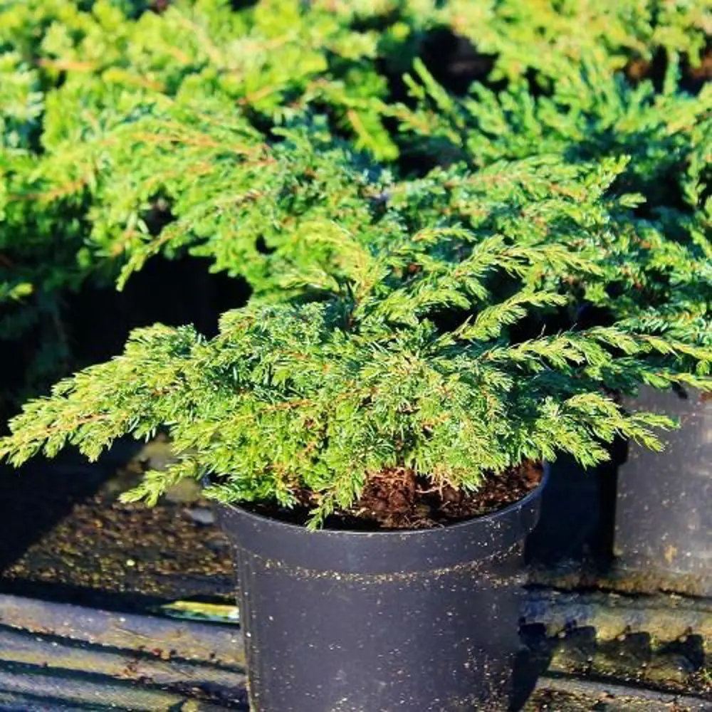 Можжевельник обыкновенный Репанда ø22 h50 см 84834047 STLM-2166549 PLANTMARKET 