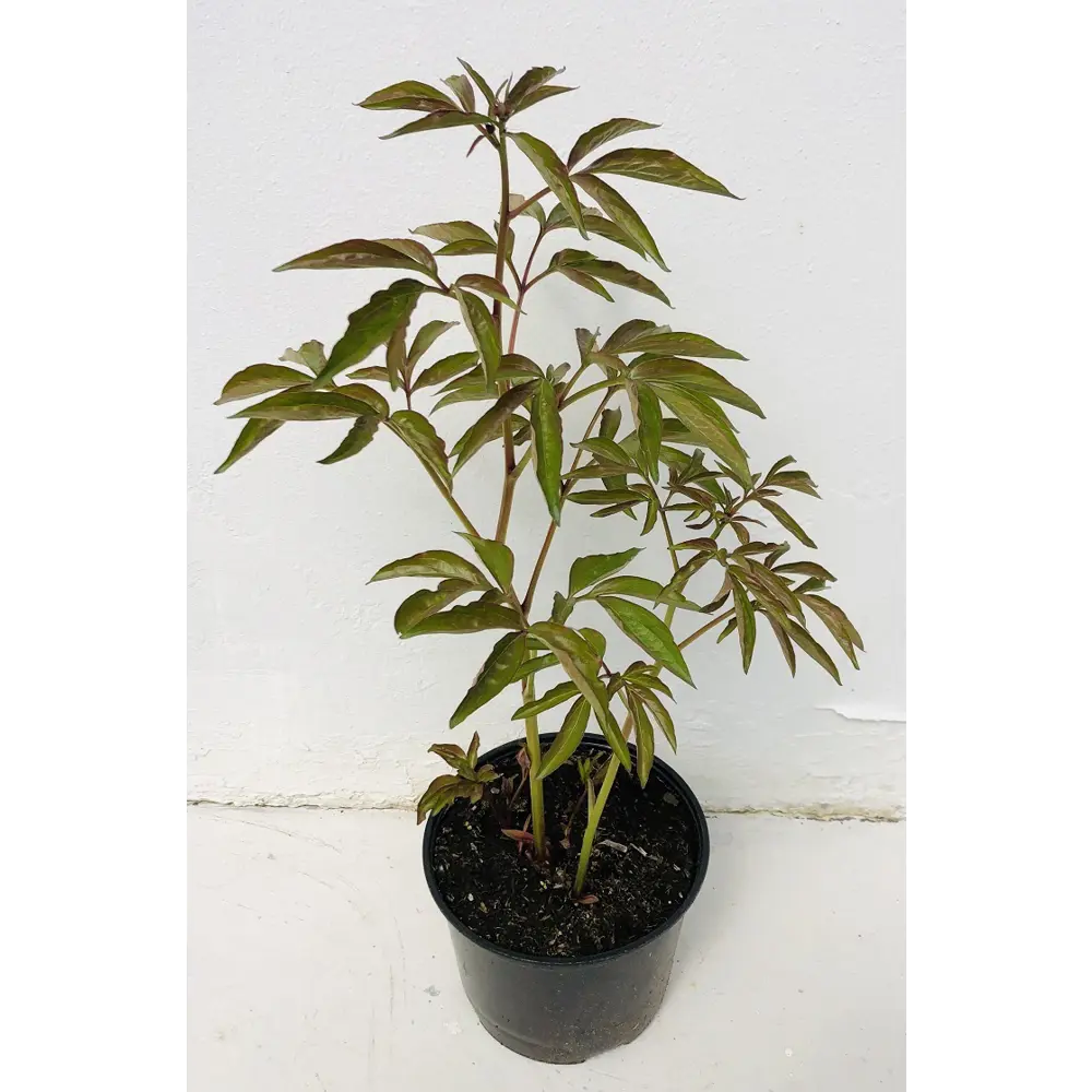 Santreyd Пион микс - многолетнее цветущее растение с крупными бутонами 88395522 STLM-0958413