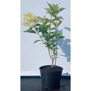 Гортензия метельчатая Пинк Даймонт ø19 см h40-60 см 85087598 STLM-2054537