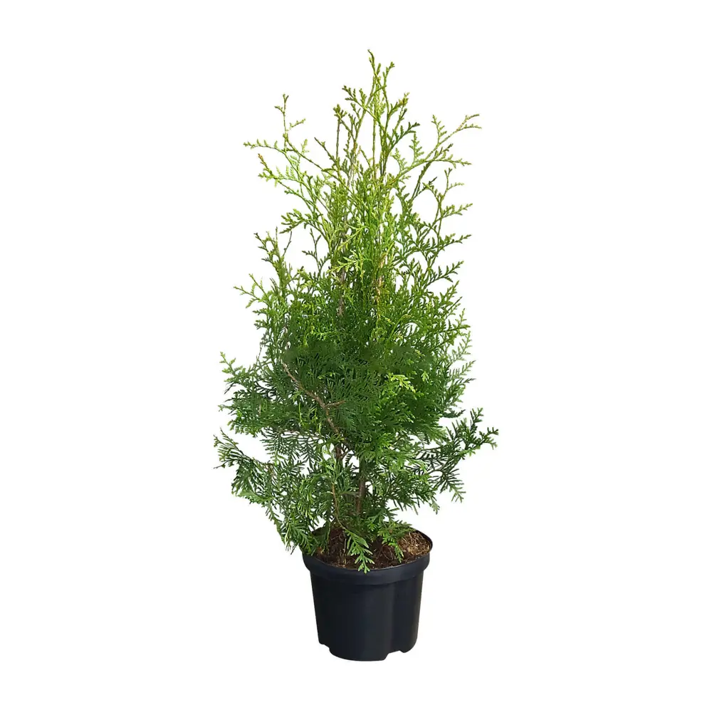 Туя западная «Брабант» 9x15 см 82625387 STLM-2021594 Santreyd 