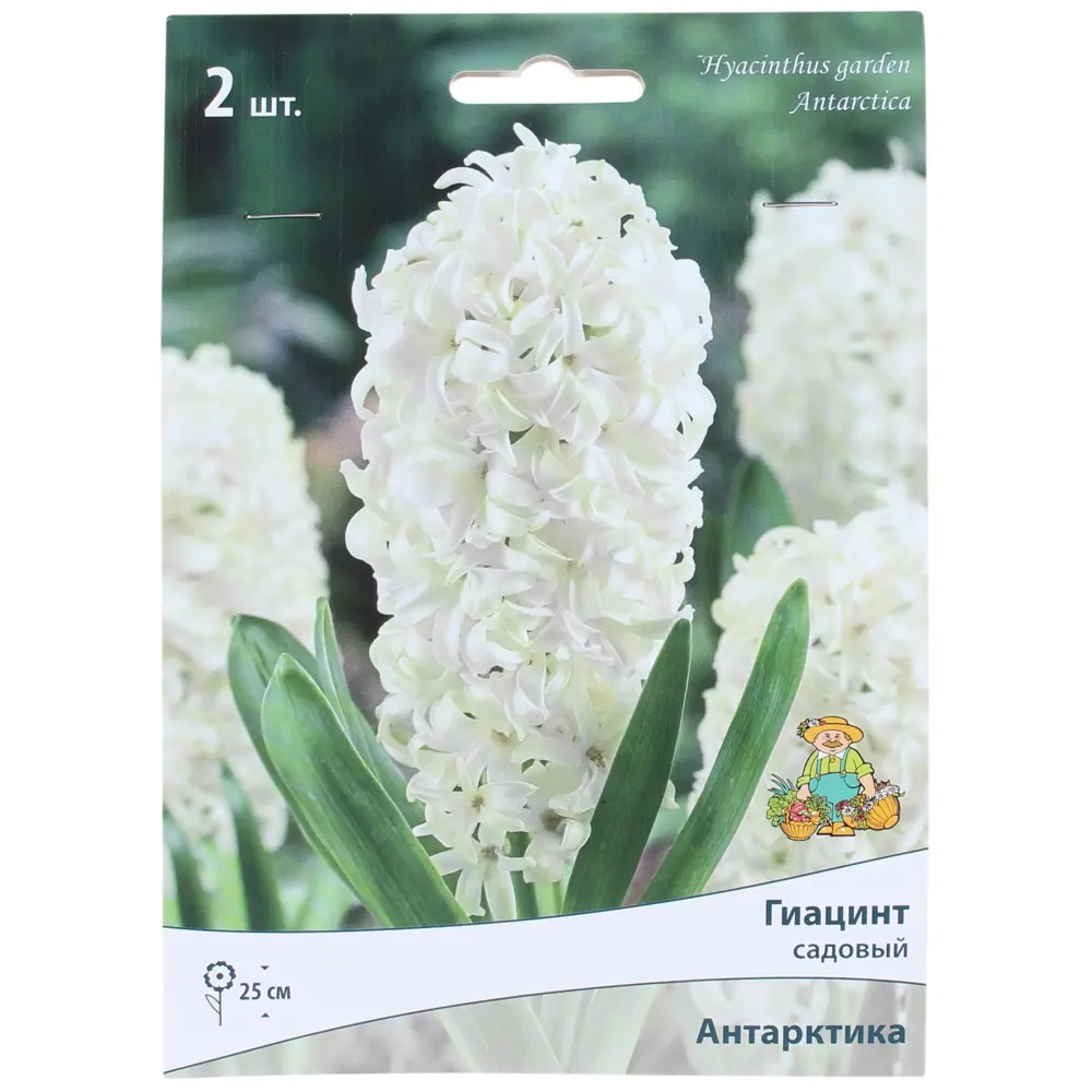 Гиацинт «Антарктика», высота 30 см, 2 шт. 82000159 STLM-2184878 Santreyd 