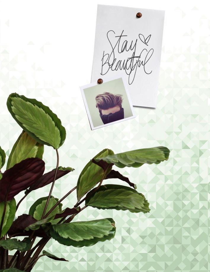 Groovy Magnets Обои с магнитным рисунком Geo sun-id-1426820 - Вид №3