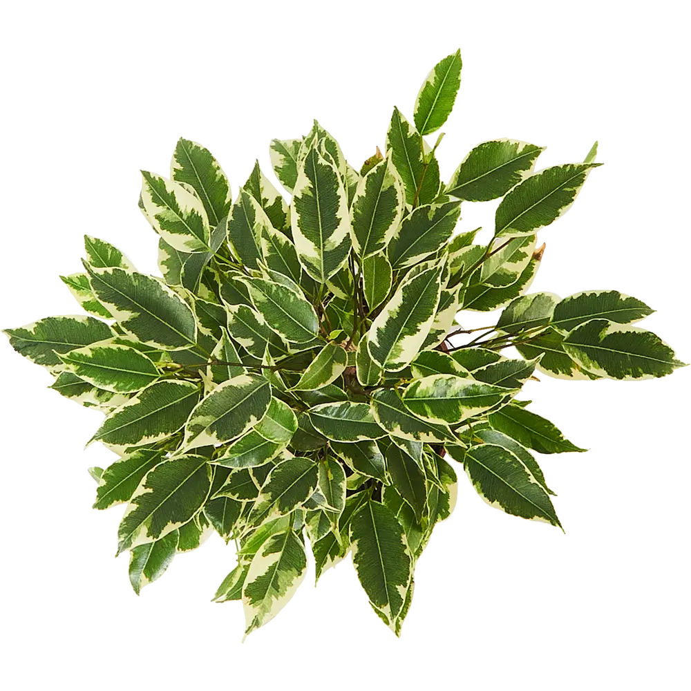 Фикус Бенджамина Кинки от Santreyd — изящное комнатное дерево с ажурной листвой 85324843 STLM-0061456 - Вид №2