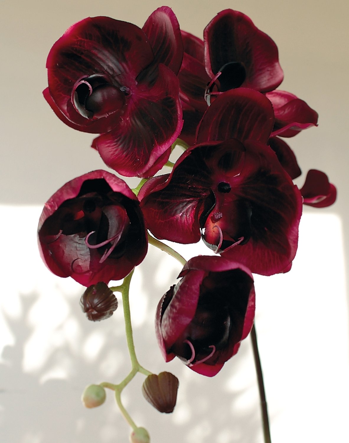 2407 490 a3 Искусственная орхидея Phalaenopsis, 114 см, real touch, красно-черная H-andreas  - Вид №2