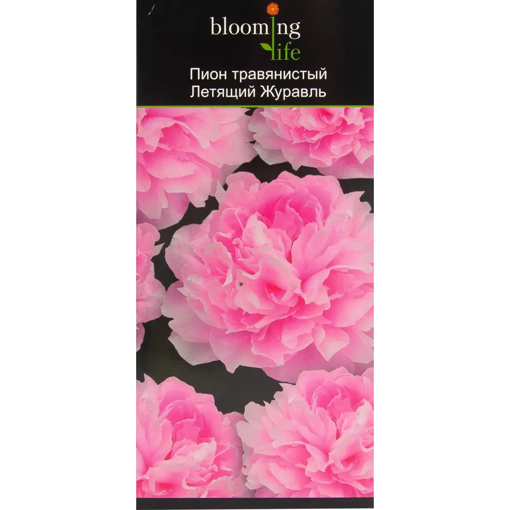 Пион травянистый Летящий журавль в тубе 82539504 STLM-2202502 BLOOMING LIFE 