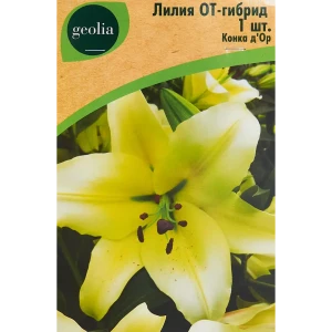 Лилия от-гибрид Конка Д Ор 86408695 STLM-2049815