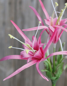 3379 510 a3 Искусственная лилия паука, 78 см, розовая H-andreas