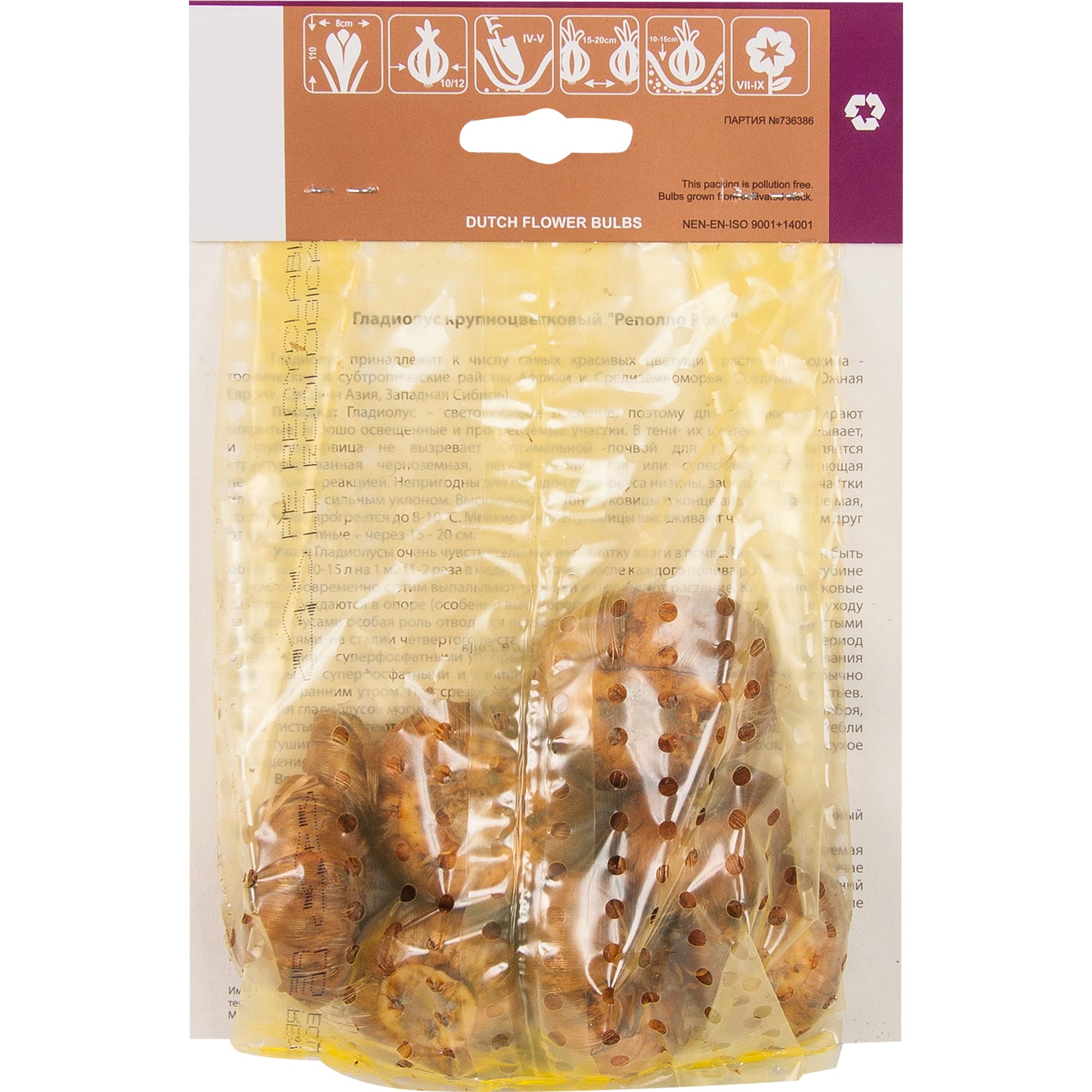 82539343 Гладиолус крупноцветковый «Реполло Рохо» Santreyd  - Вид №1