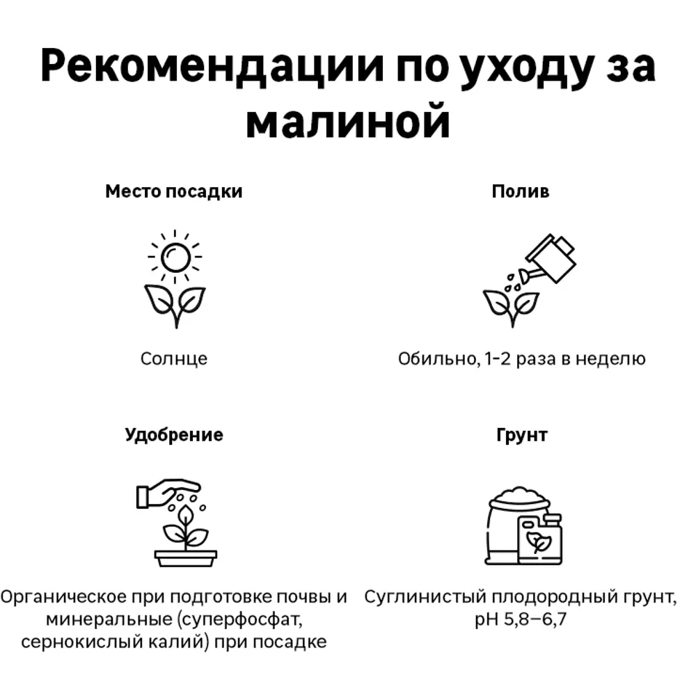 Малина «Атлант» C2 высота 60-80 см 82557783 STLM-2077913 ВСЕ В САД  - Вид №1