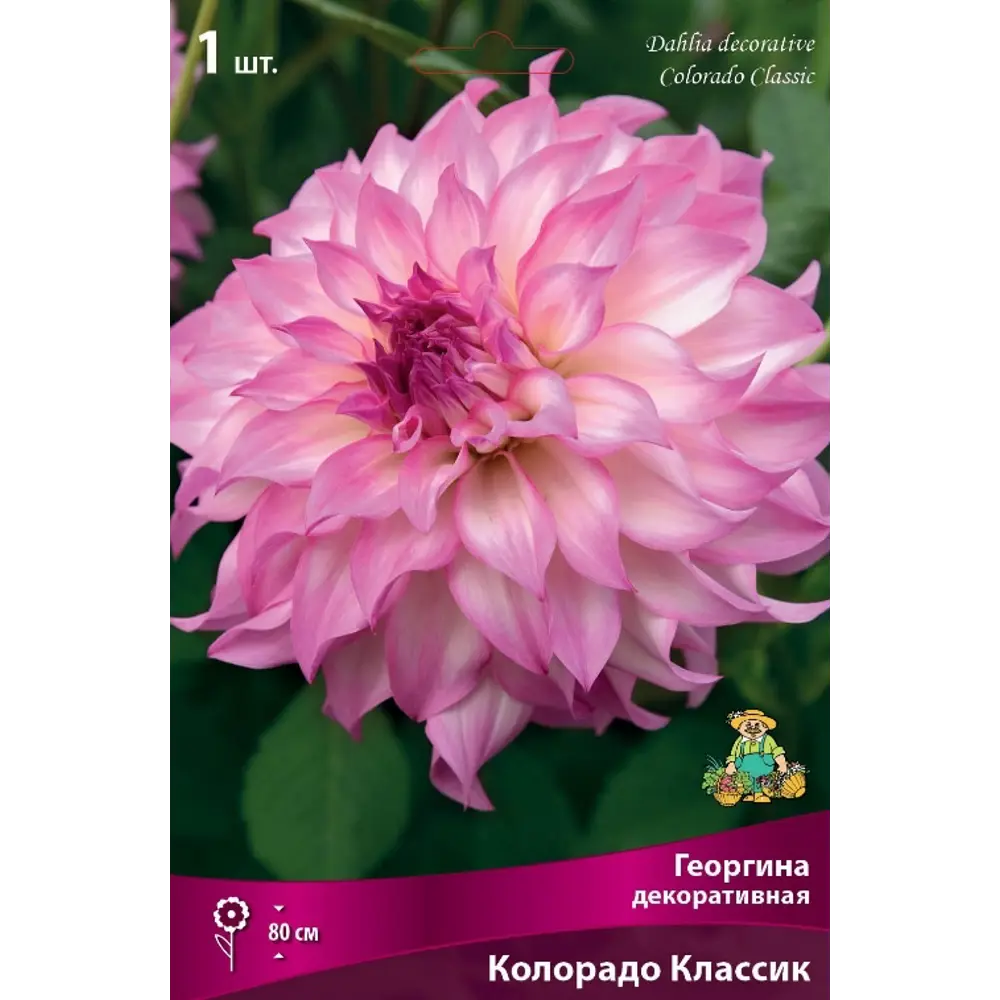 Георгина декоративная Колорадо луковица I 83593788 STLM-2206892 Santreyd 